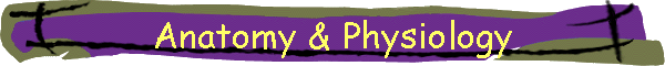 Anatomy & Physiology